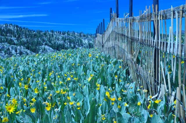 mule ears